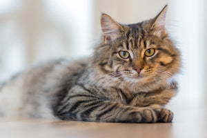 Transitioning Your Cat's Food with Cat Treats