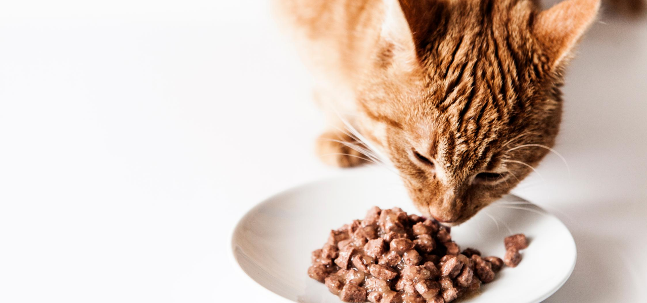 My cat is always hungry hotsell