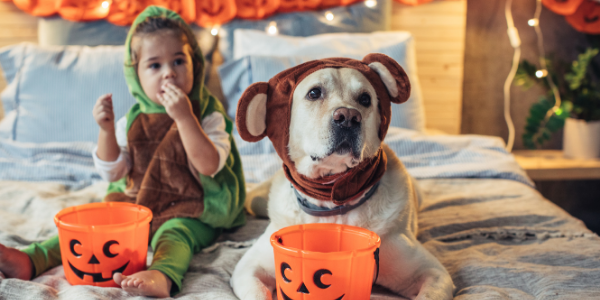 Halloween Pet Dangers