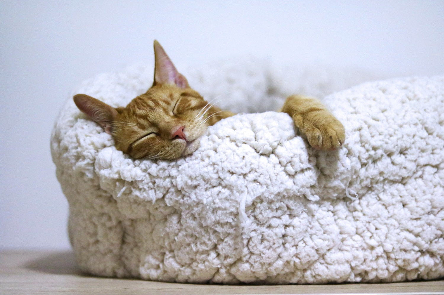 Tips for Keeping Your Cat Relaxed - NYC Pet
