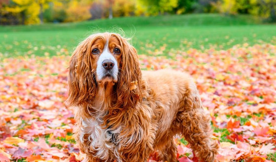 Fall Allergies in Pets: Signs, Causes, and What Pet Parents Should Know