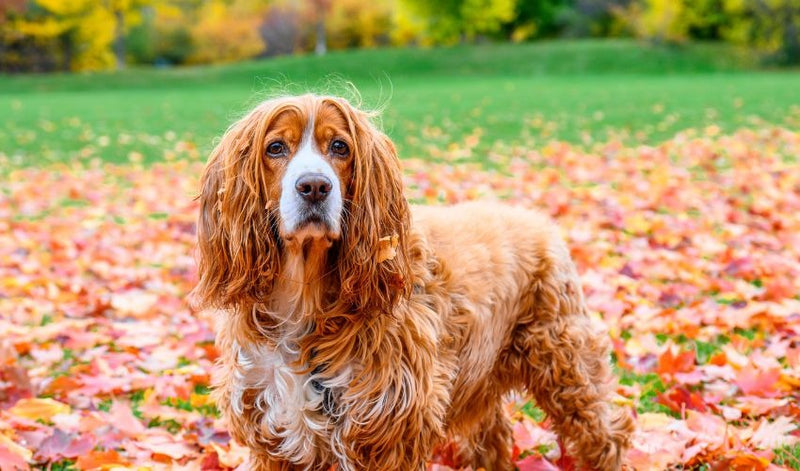 Fall Allergies in Pets: Signs, Causes, and What Pet Parents Should Know