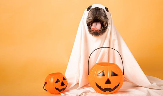 Halloween with Pets: Tips for a Safe and Stress-Free Celebration