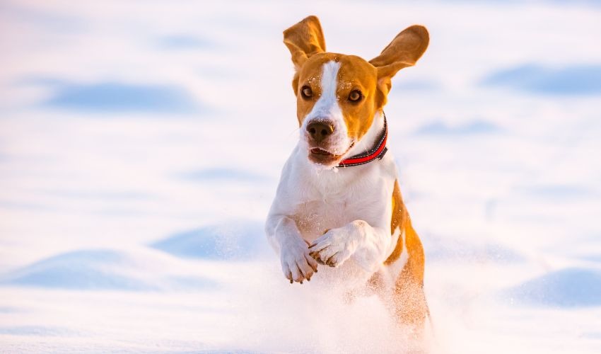 Heart Health Awareness for Pets: Tips for Keeping Your Pet's Heart Healthy