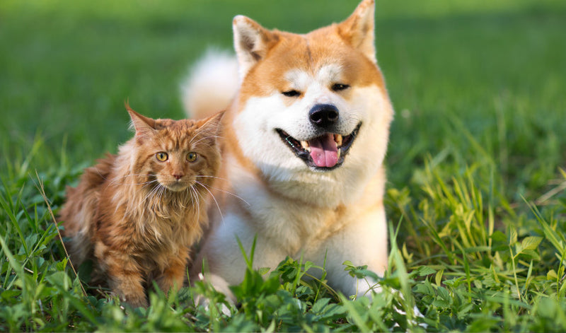 Late-Summer Pet Care Checklist: Keeping Pets Healthy as the Seasons Change