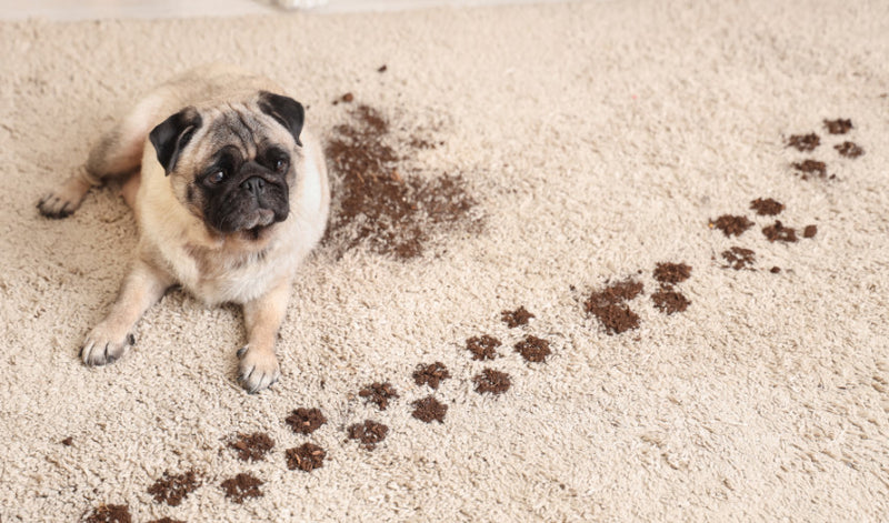 Mud, Puddles, and Paws: Keeping Pets Clean During Early Spring