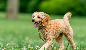 Summer Safety for Pets: Heat, Hydration & Outdoor Tips