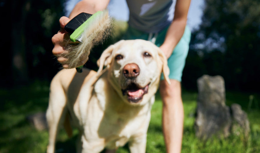 Shedding Season Solutions: Managing Pet Hair at Home